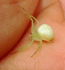 Misumenops rubrodecoratus