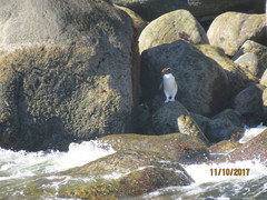 Eudyptes pachyrhynchus