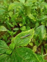 Orthoptera