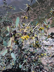 Berberis grevilleana