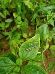 Orthoptera