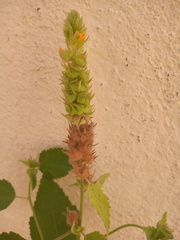 Malvastrum americanum