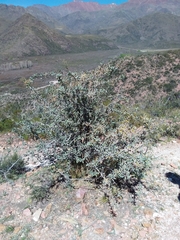 Berberis grevilleana