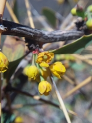 Berberis grevilleana