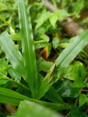 Orthoptera