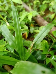 Orthoptera