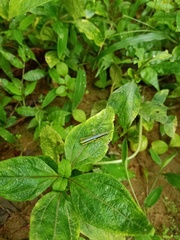 Orthoptera