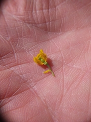 Berberis grevilleana