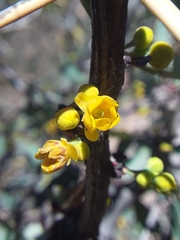 Berberis grevilleana