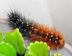 Rhodogastria similis