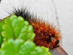 Rhodogastria similis