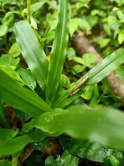 Orthoptera