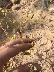 Cordylanthus wrightii