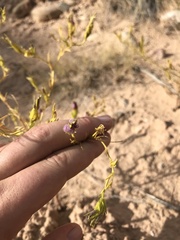 Cordylanthus wrightii