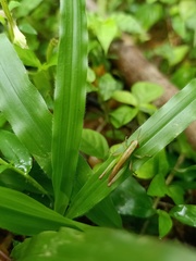 Orthoptera