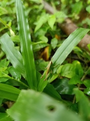 Orthoptera