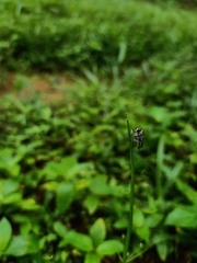 Asilidae