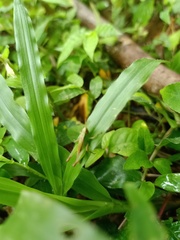 Orthoptera