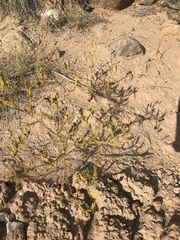 Cordylanthus wrightii