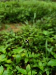 Asilidae