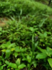 Asilidae