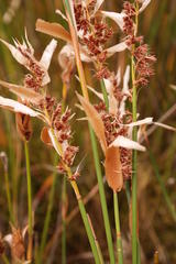 Elegia grandispicata