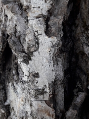Alyxoria varia