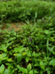 Asilidae
