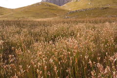 Elegia grandispicata