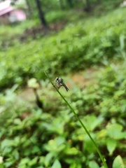 Asilidae