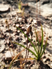 Cyanella alba minor