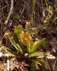 Alepidea serrata serrata