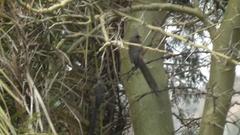 Colius striatus minor