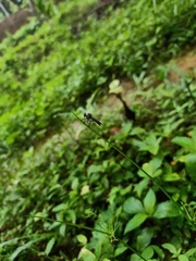 Asilidae