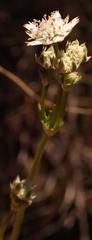 Alepidea serrata serrata