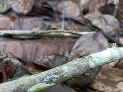 Neriidae