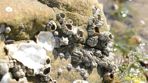 Fistulobalanus albicostatus