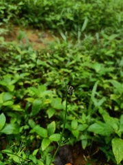Asilidae