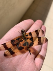 Celithemis eponina