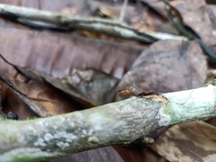 Neriidae