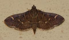 Syllepte orbiferalis