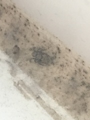 Pseudeuophrys lanigera