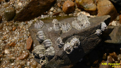 Fistulobalanus albicostatus