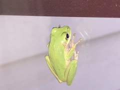 Hyla squirella