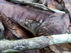 Neriidae
