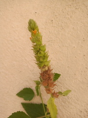 Malvastrum americanum