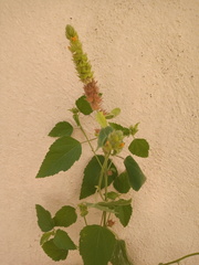 Malvastrum americanum