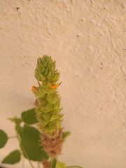 Malvastrum americanum