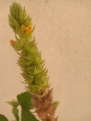 Malvastrum americanum