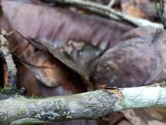 Neriidae